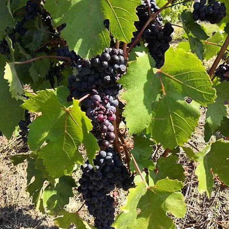 Agriturismo Il Ciliegio *