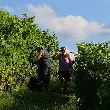 Farma Agriturismo Il Ciliegio Treiso