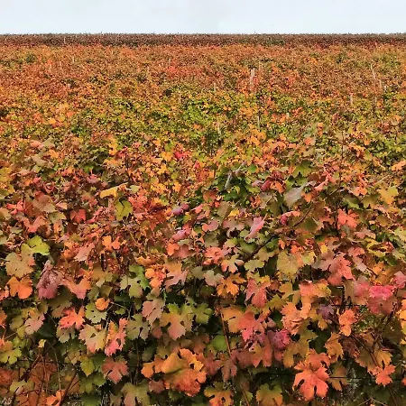 Agriturismo Il Ciliegio Farma