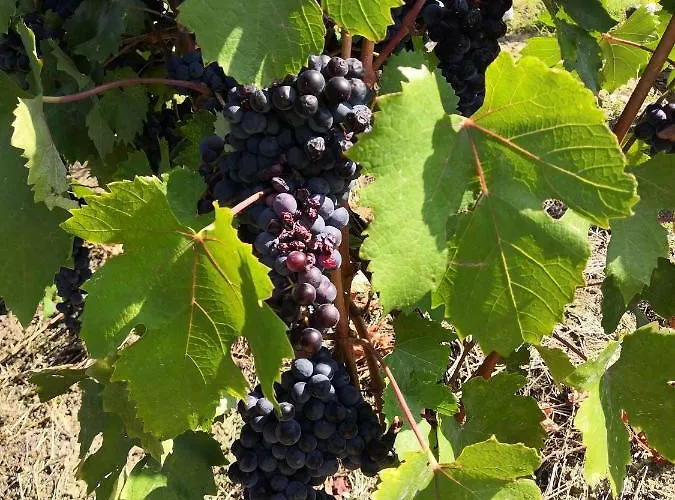 Agriturismo Il Ciliegio *