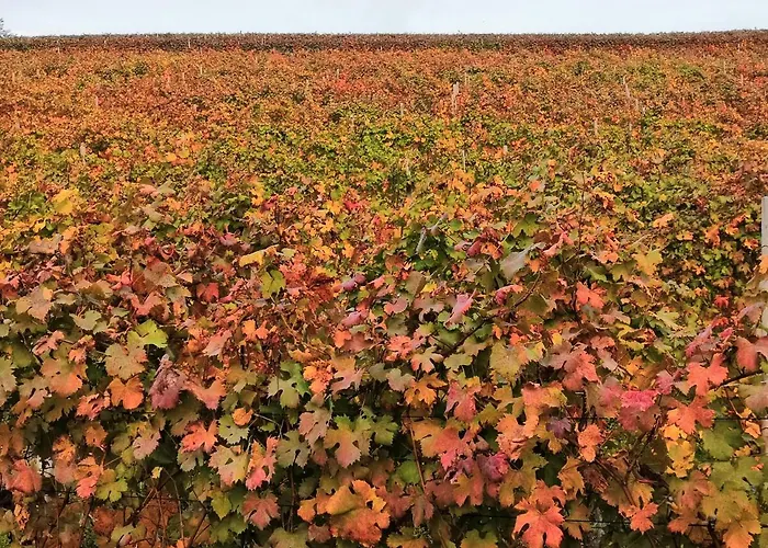 Agriturismo Il Ciliegio Séjour à la ferme